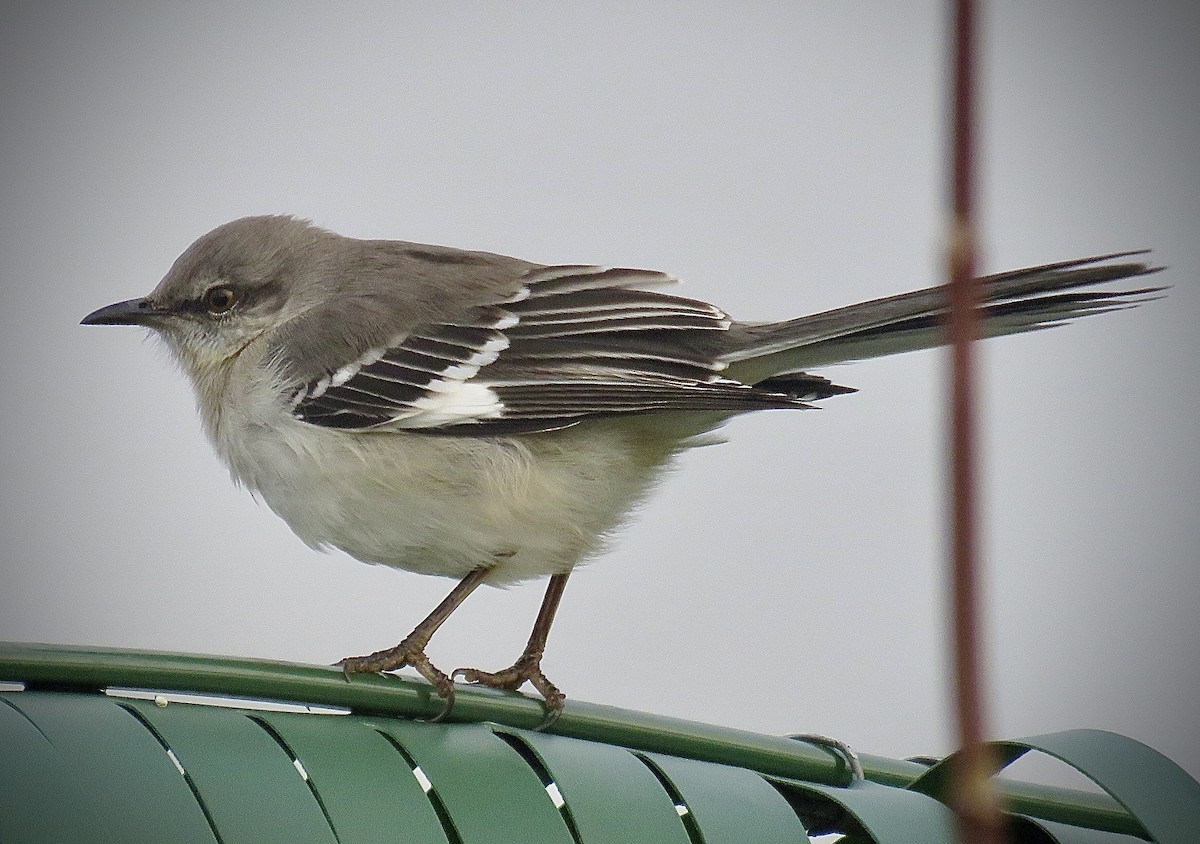 Northern Mockingbird - ML643323222