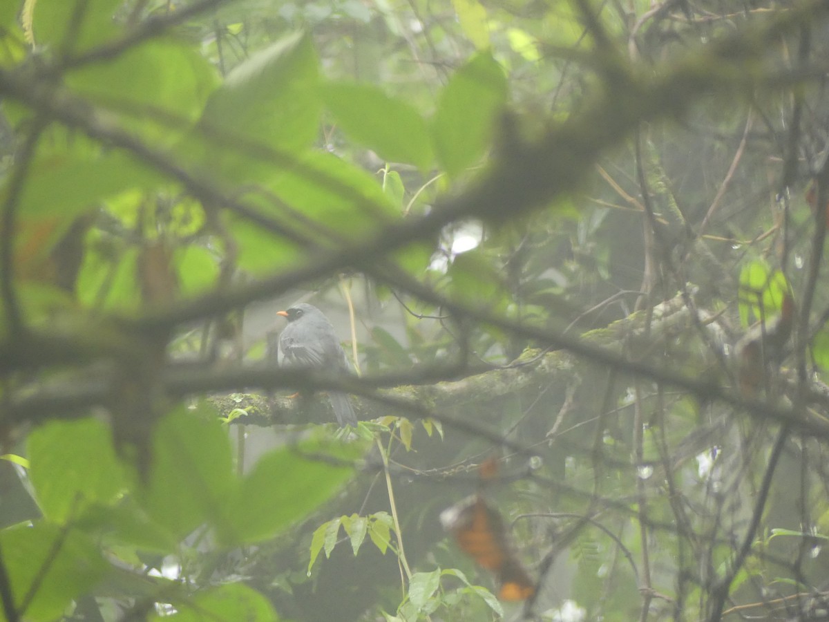 Black-faced Solitaire - ML643323223