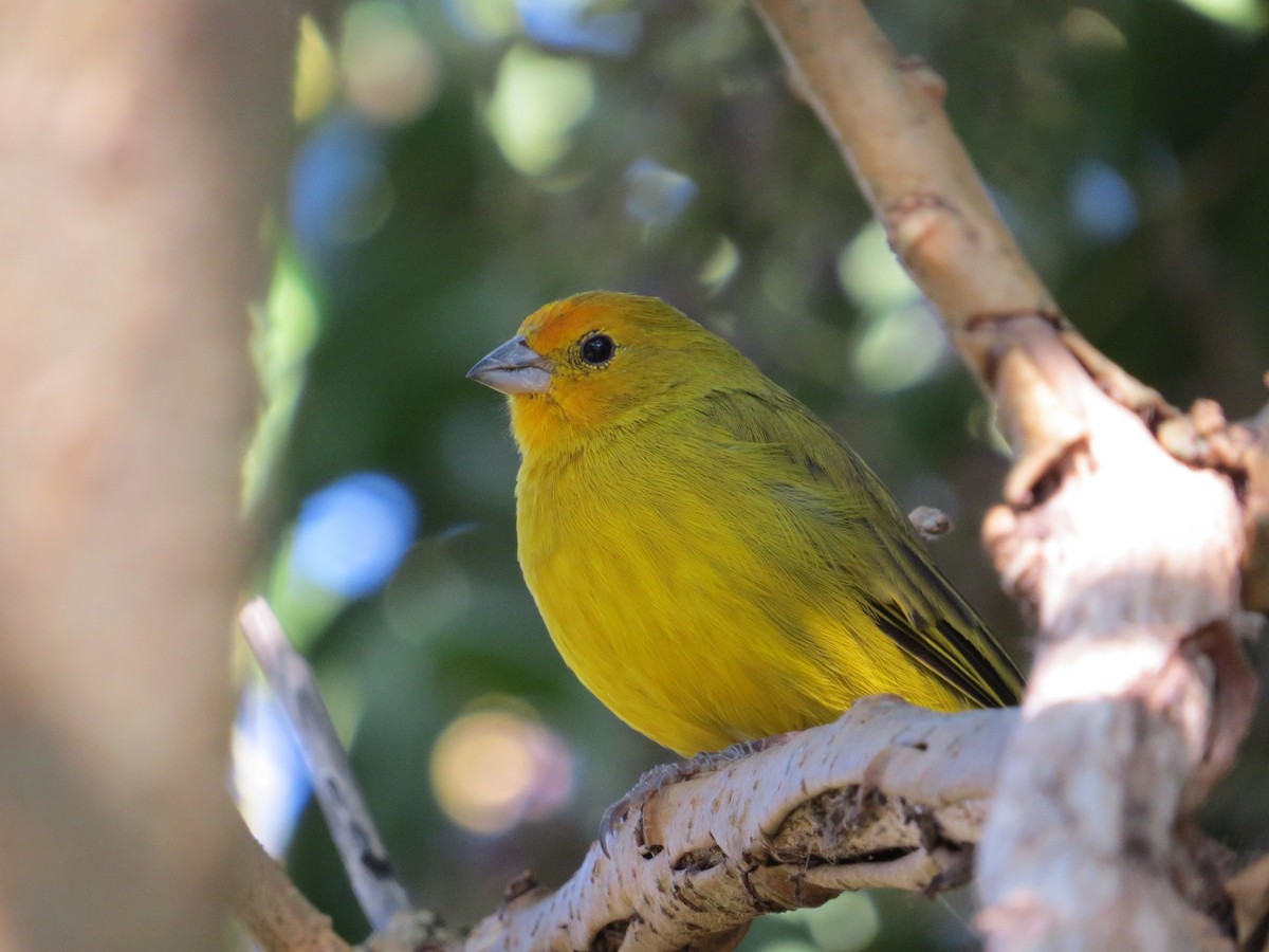 Saffron Finch - ML643323224