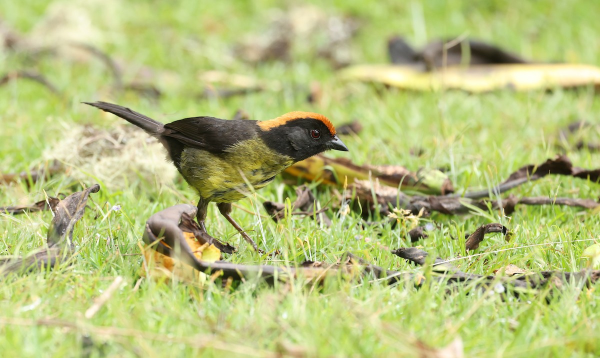 Black-faced Brushfinch - ML643323227