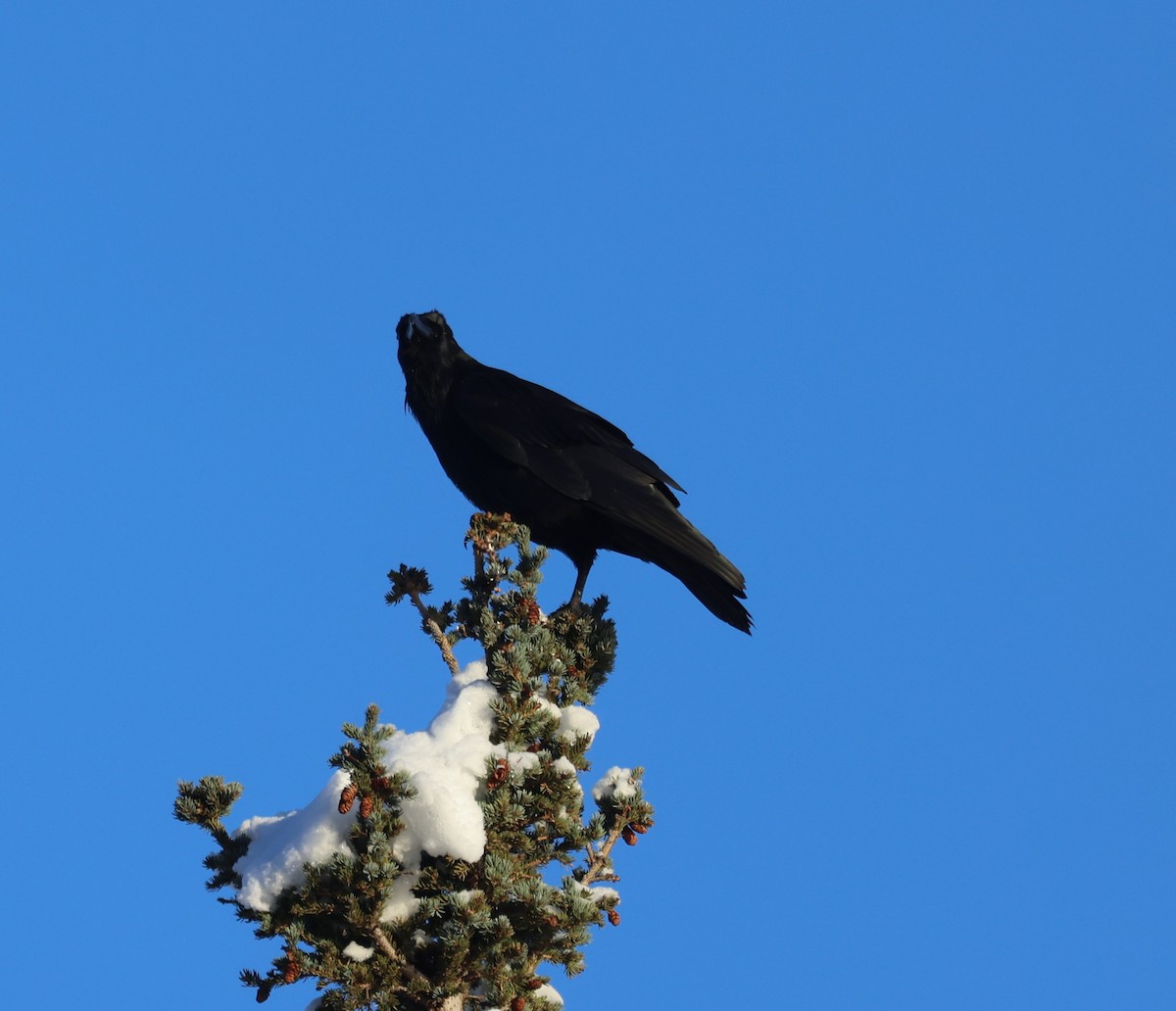 Common Raven - ML643323228