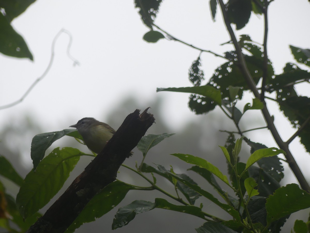 Brown-capped Vireo - ML643323235