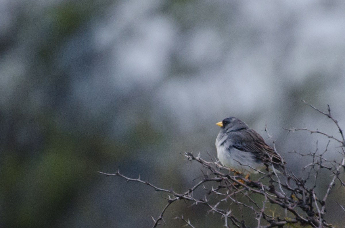 Band-tailed Sierra Finch - ML643323236