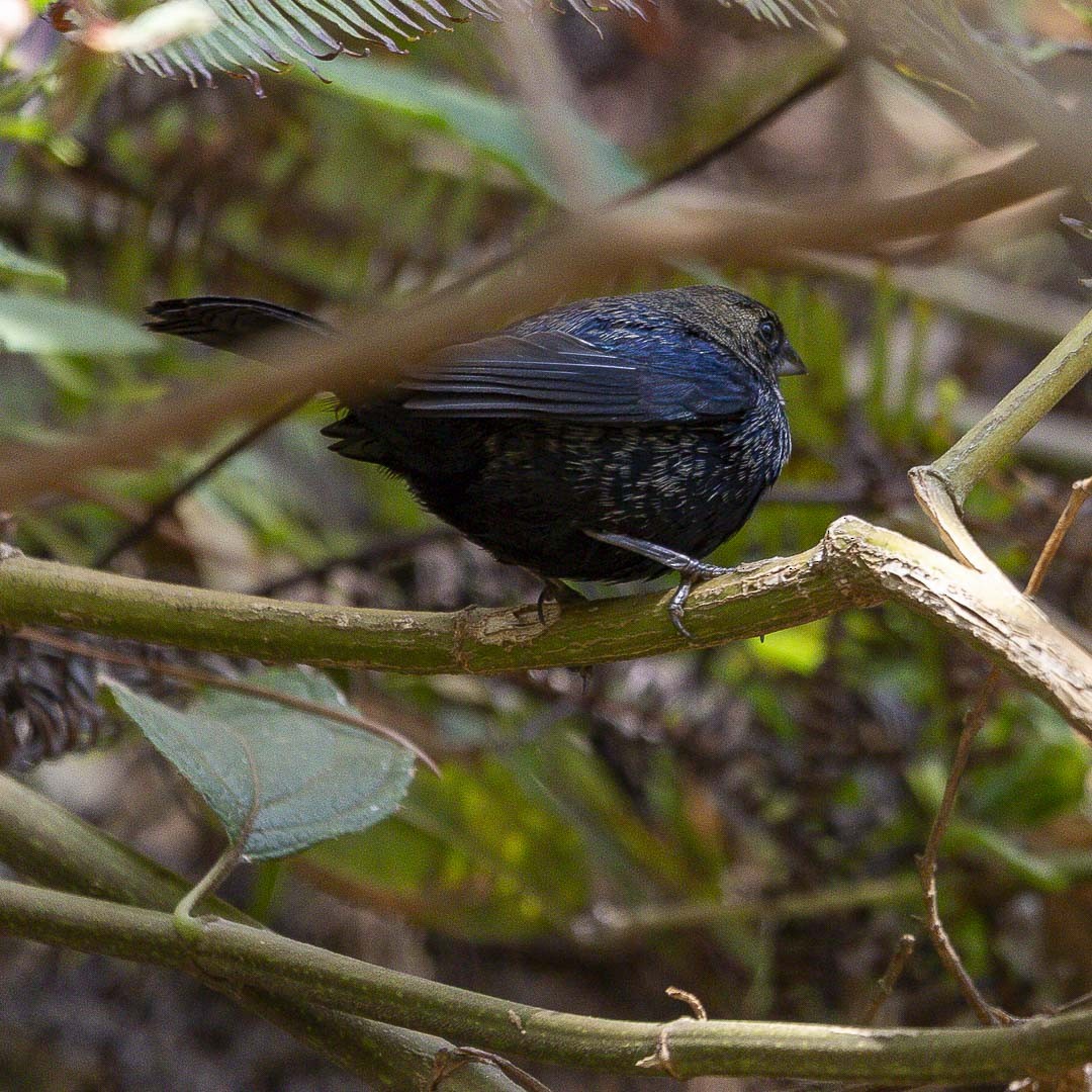 Blue-black Grassquit - ML643323237
