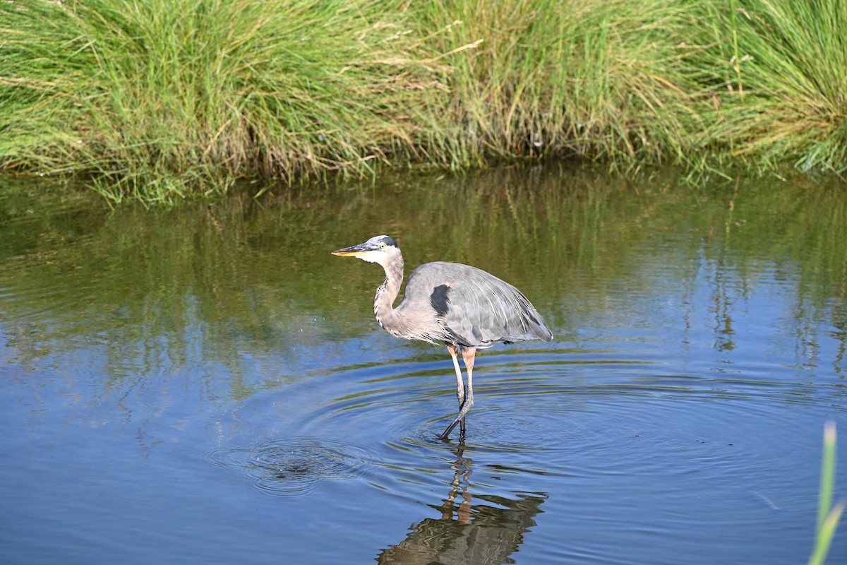 Great Blue Heron - ML643323238