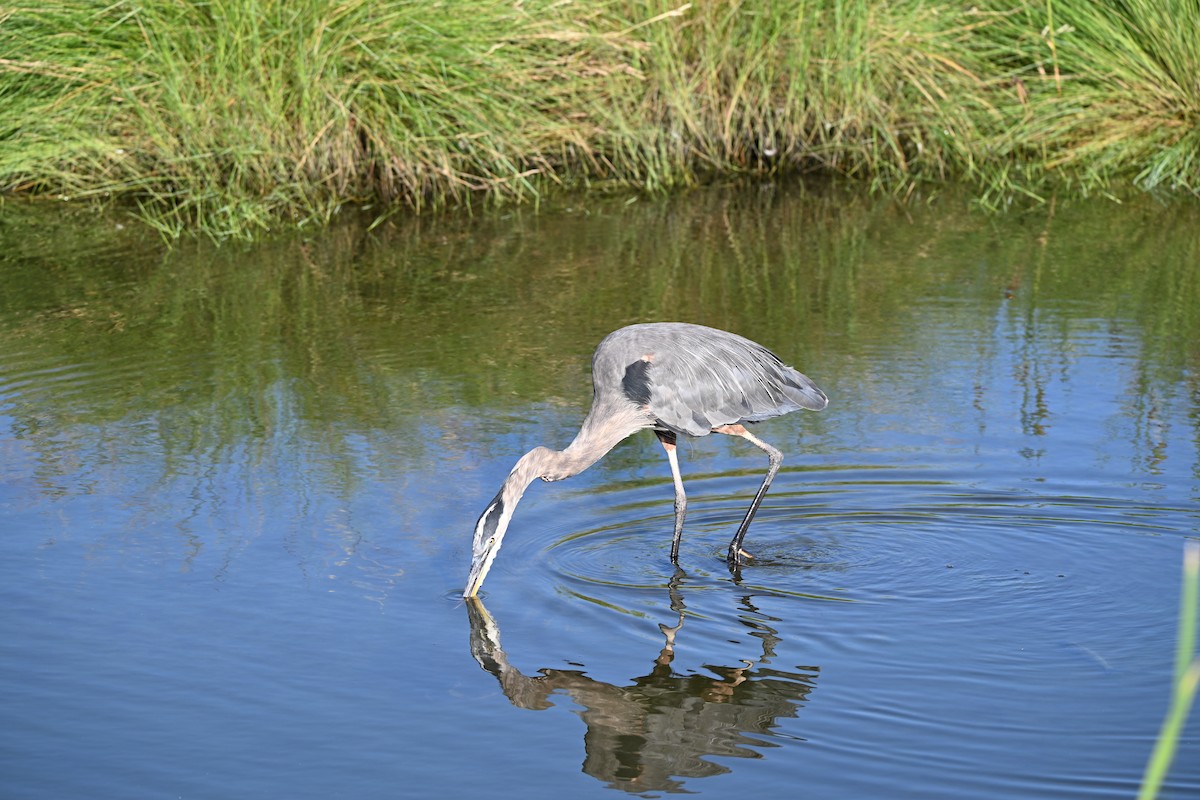 Great Blue Heron - ML643323239