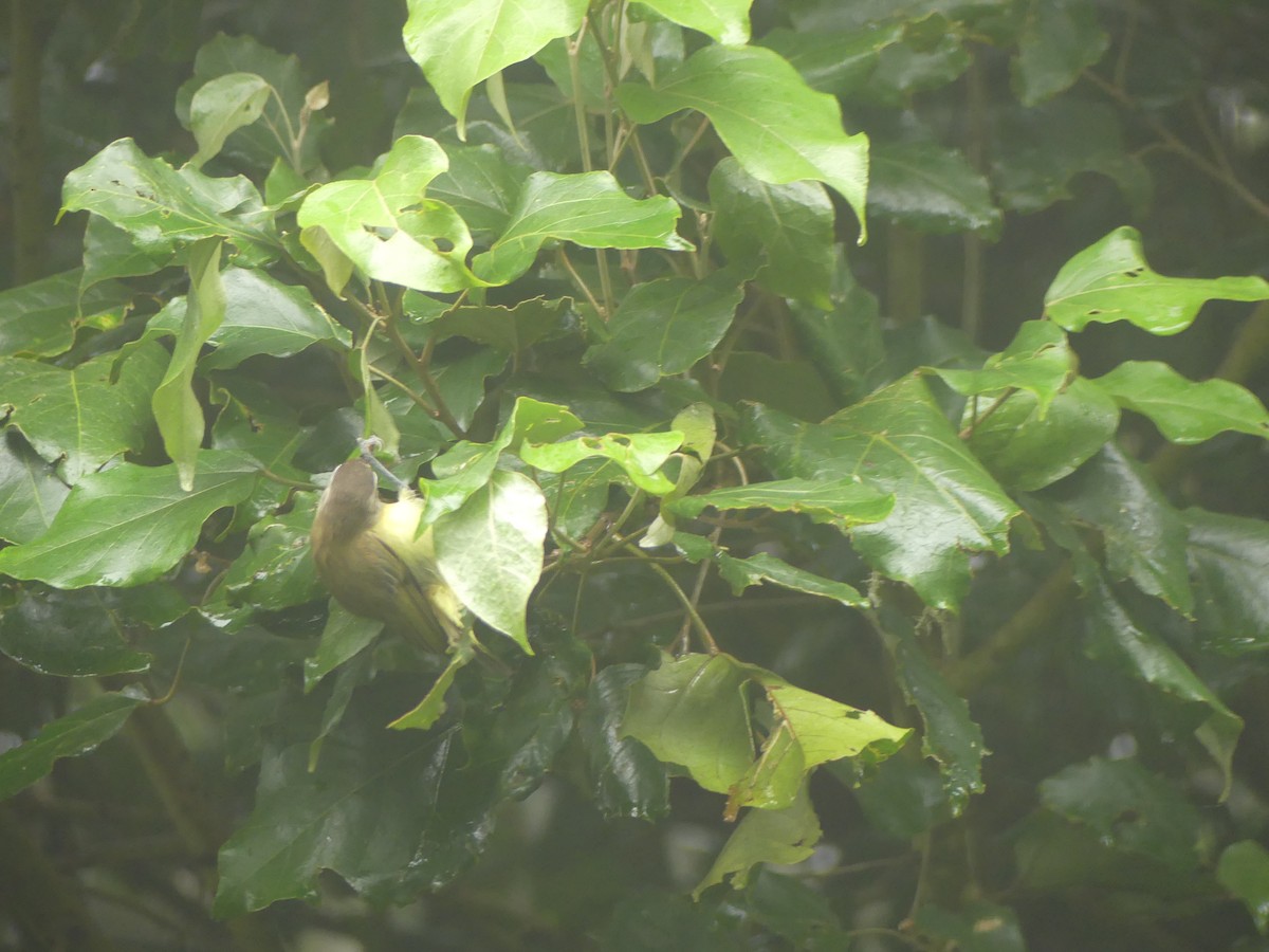 Brown-capped Vireo - ML643323240