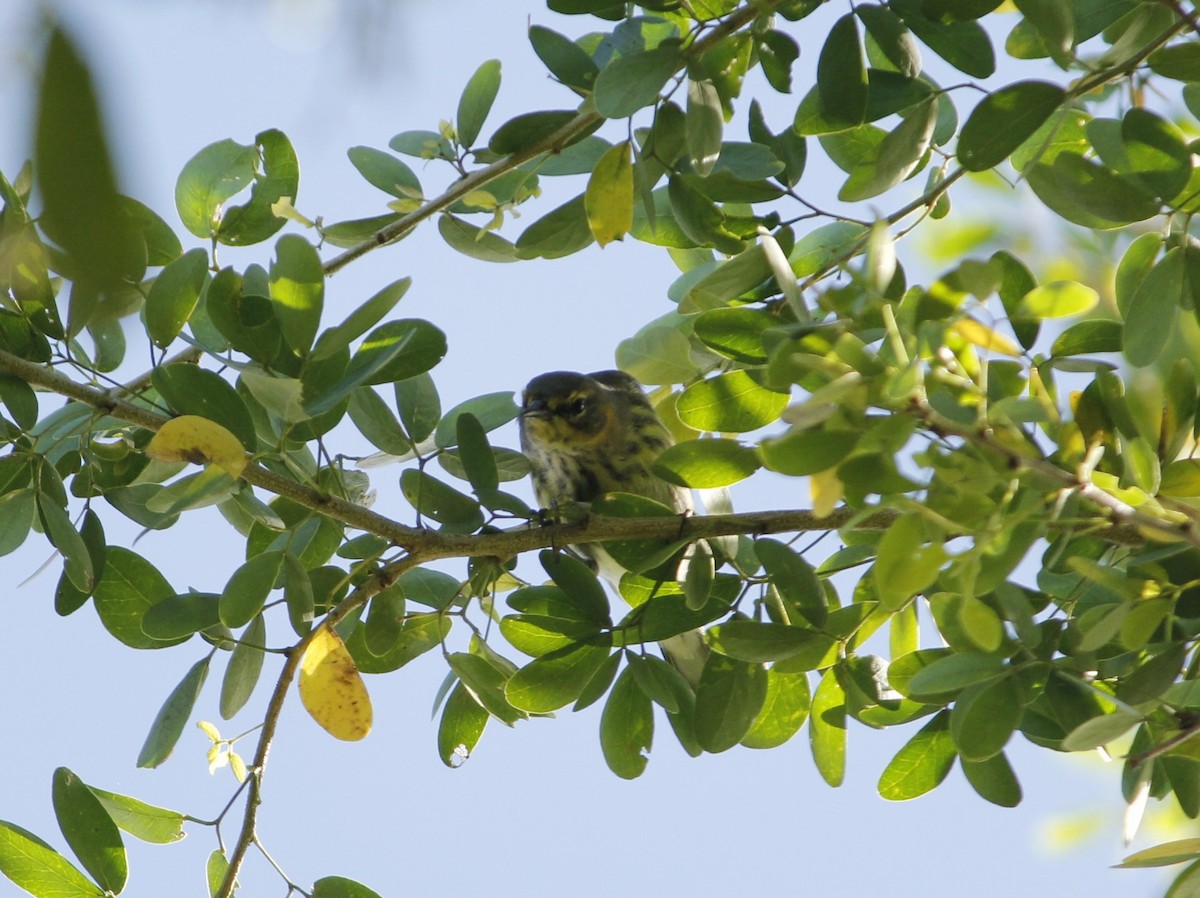 Cape May Warbler - ML643323246