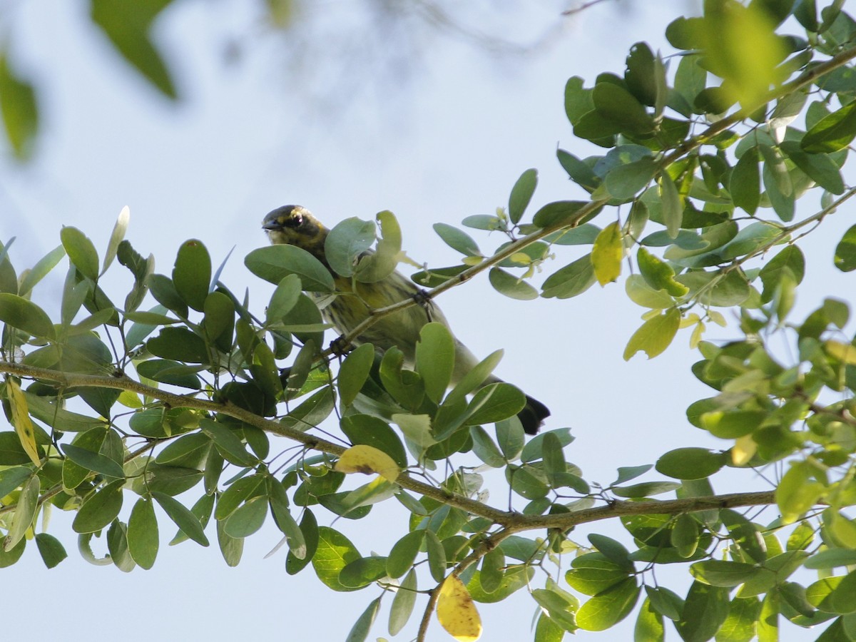 Cape May Warbler - ML643323247