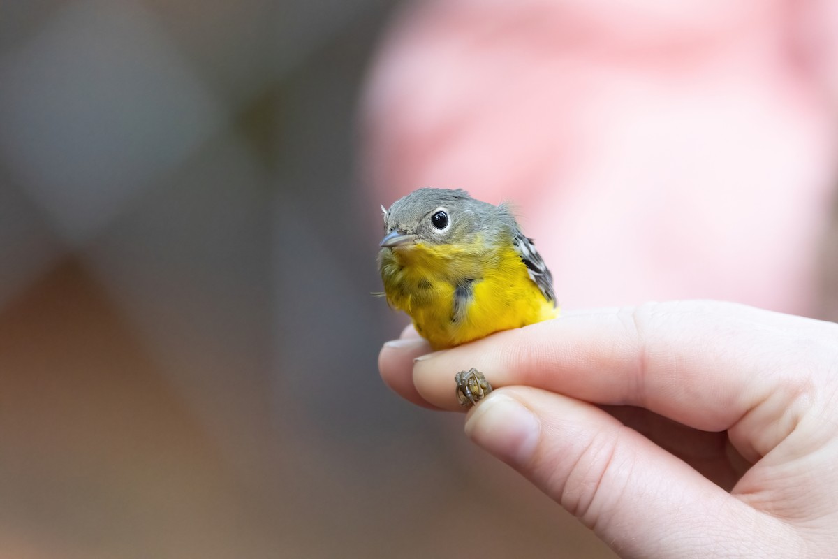 Magnolia Warbler - ML643323248