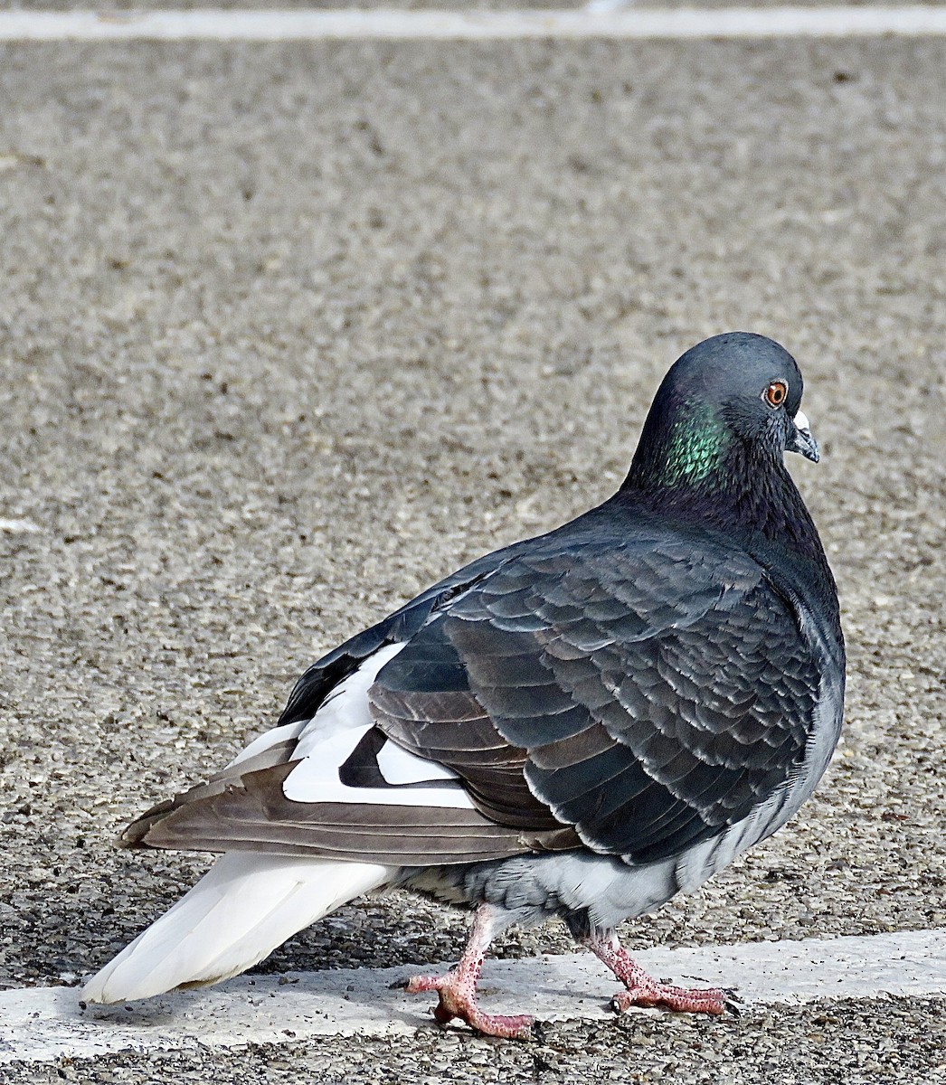 Rock Pigeon (Feral Pigeon) - ML643323249