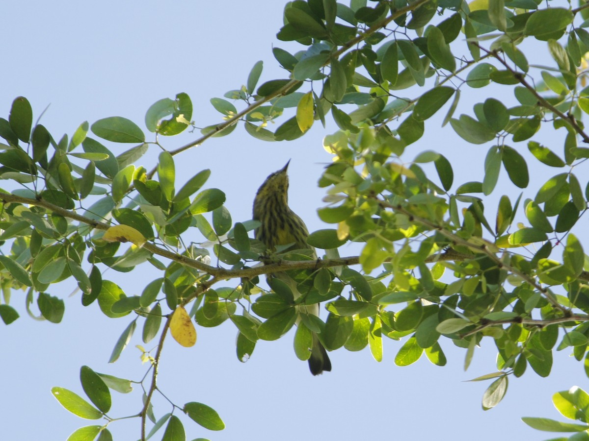 Cape May Warbler - ML643323250