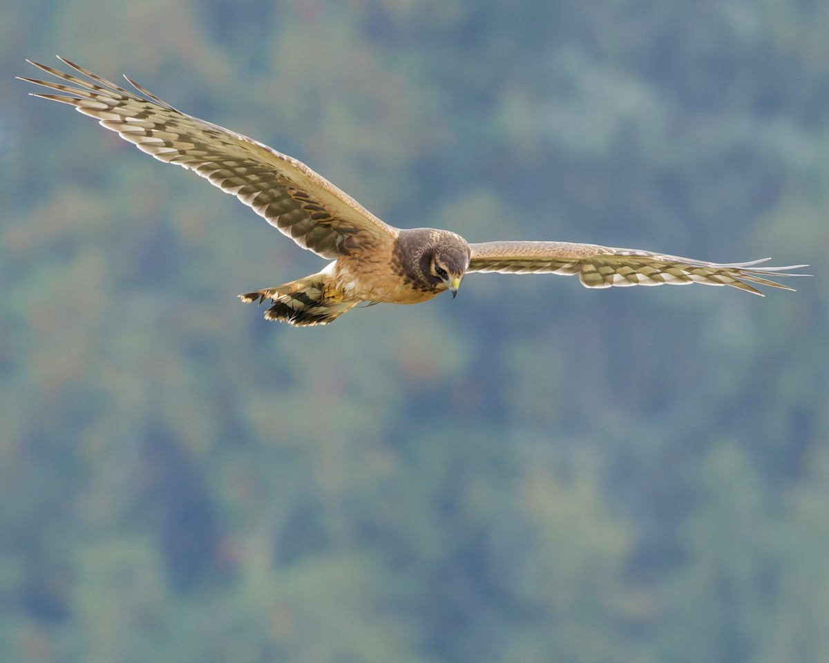 Northern Harrier - ML643323252