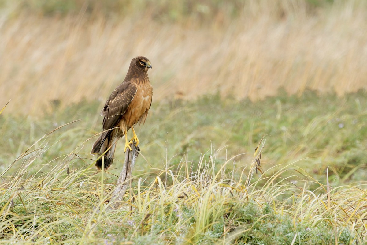 Northern Harrier - ML643323253