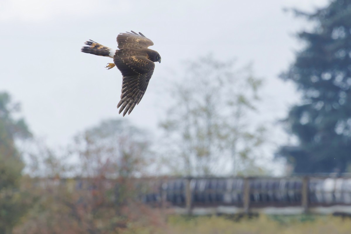 Northern Harrier - ML643323254