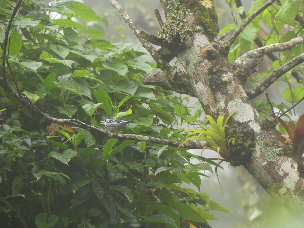 Black-and-white Warbler - ML643323264