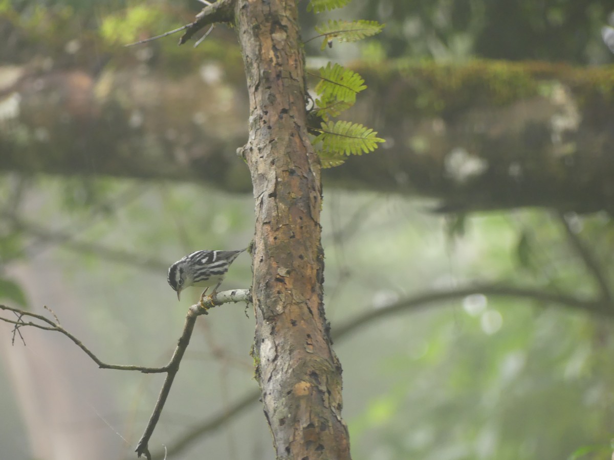 Black-and-white Warbler - ML643323283