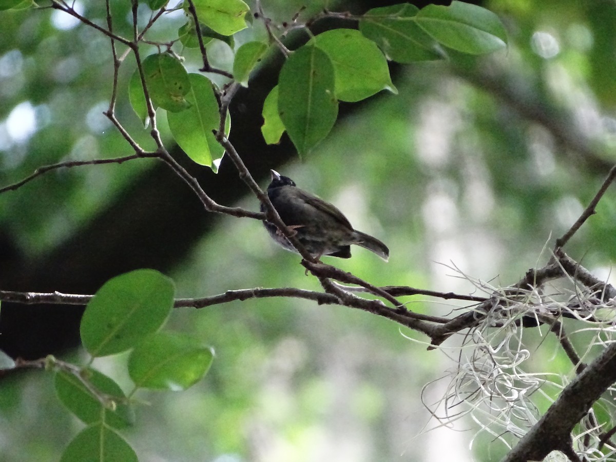 Black-faced Grassquit - ML643323313