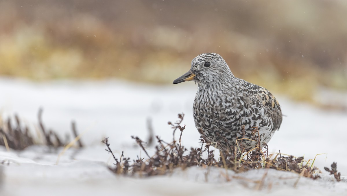 Surfbird - ML643323318