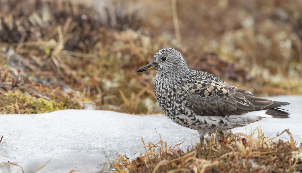 Surfbird - ML643323319