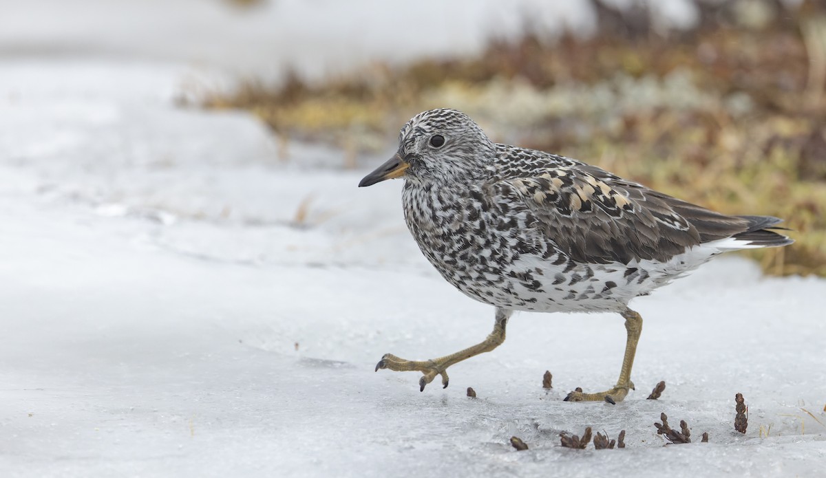 Surfbird - ML643323320
