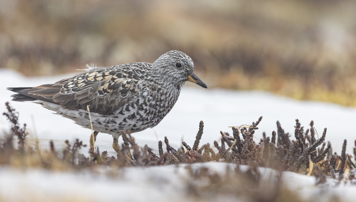 Surfbird - ML643323321