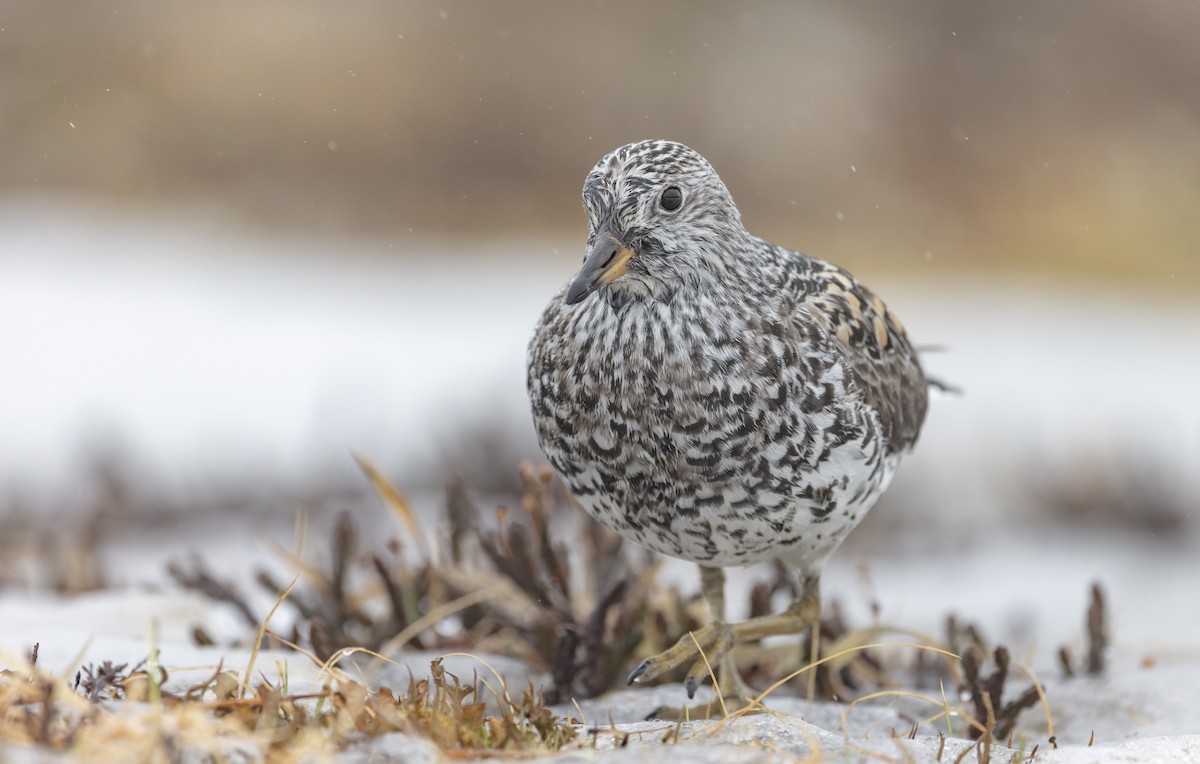 Surfbird - ML643323322