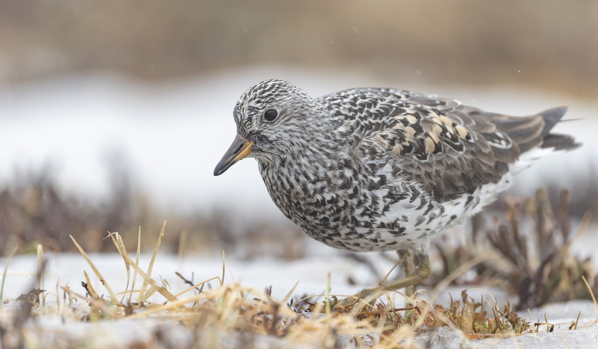 Surfbird - ML643323323