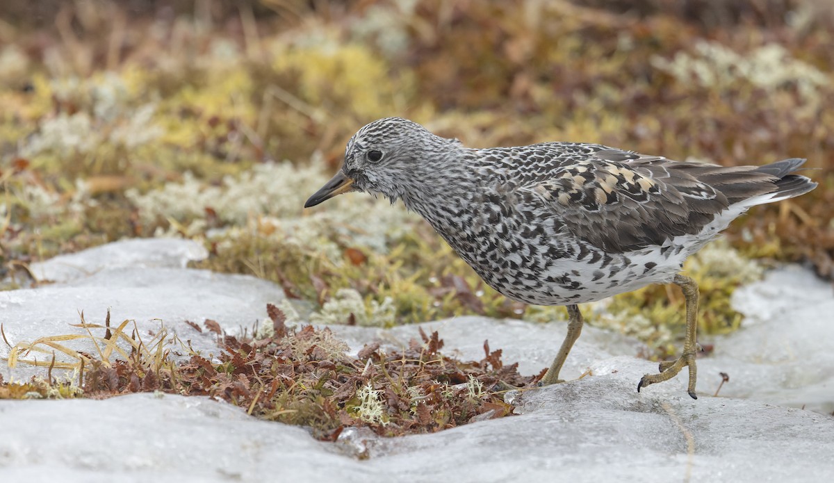 Surfbird - ML643323324