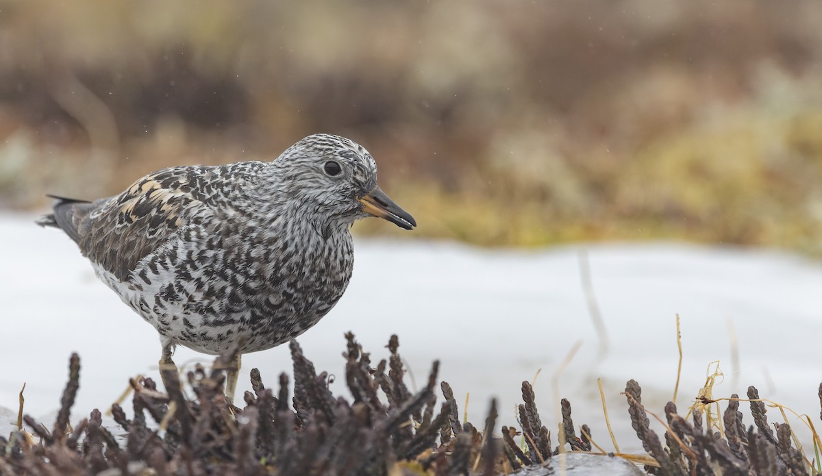 Surfbird - ML643323325