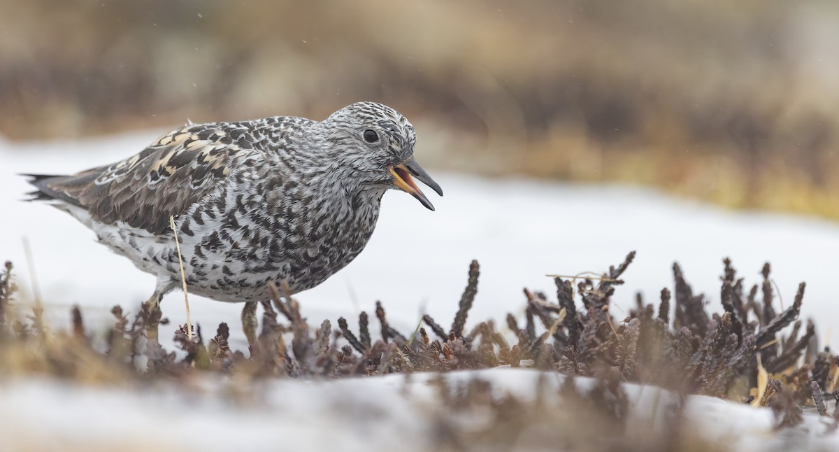 Surfbird - ML643323326