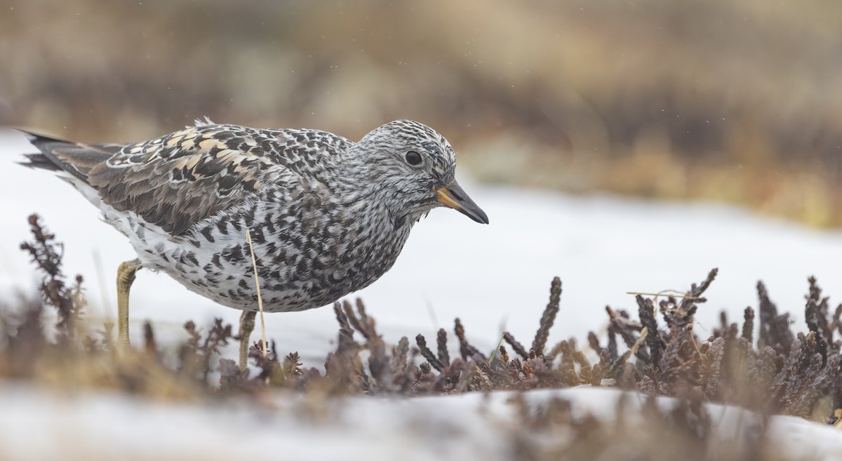 Surfbird - ML643323328