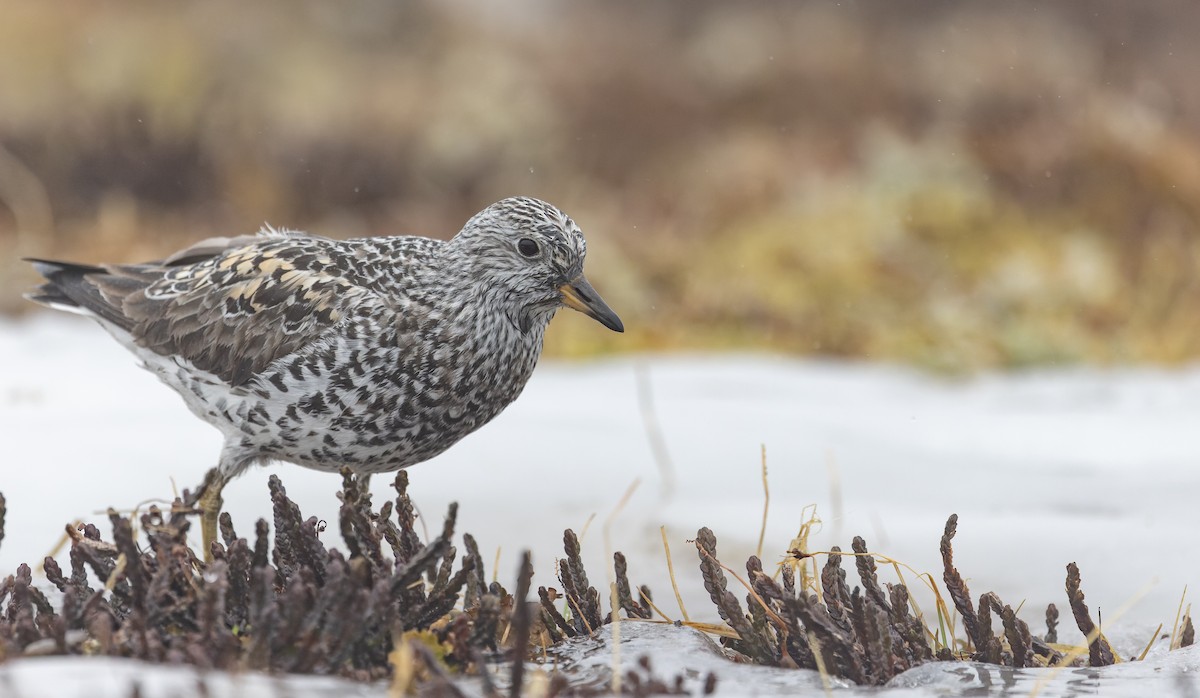 Surfbird - ML643323329