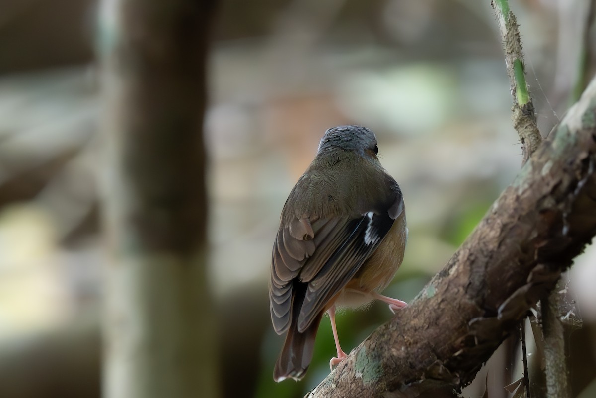 Gray-headed Robin - ML643323330