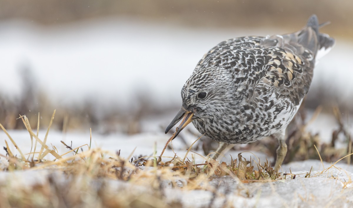 Surfbird - ML643323336