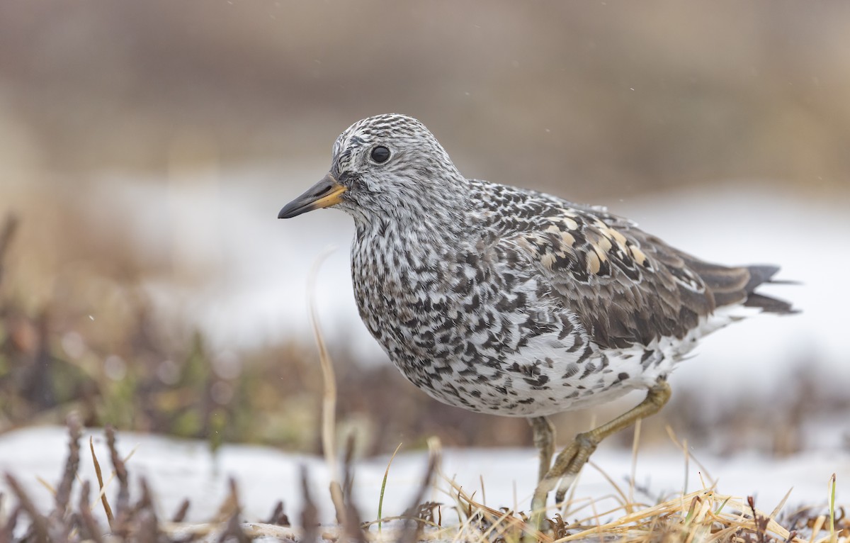 Surfbird - ML643323337