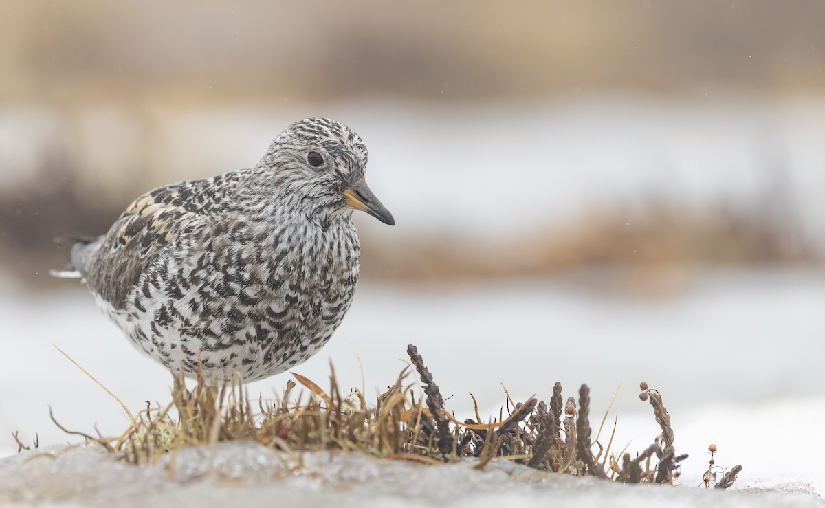 Surfbird - ML643323338
