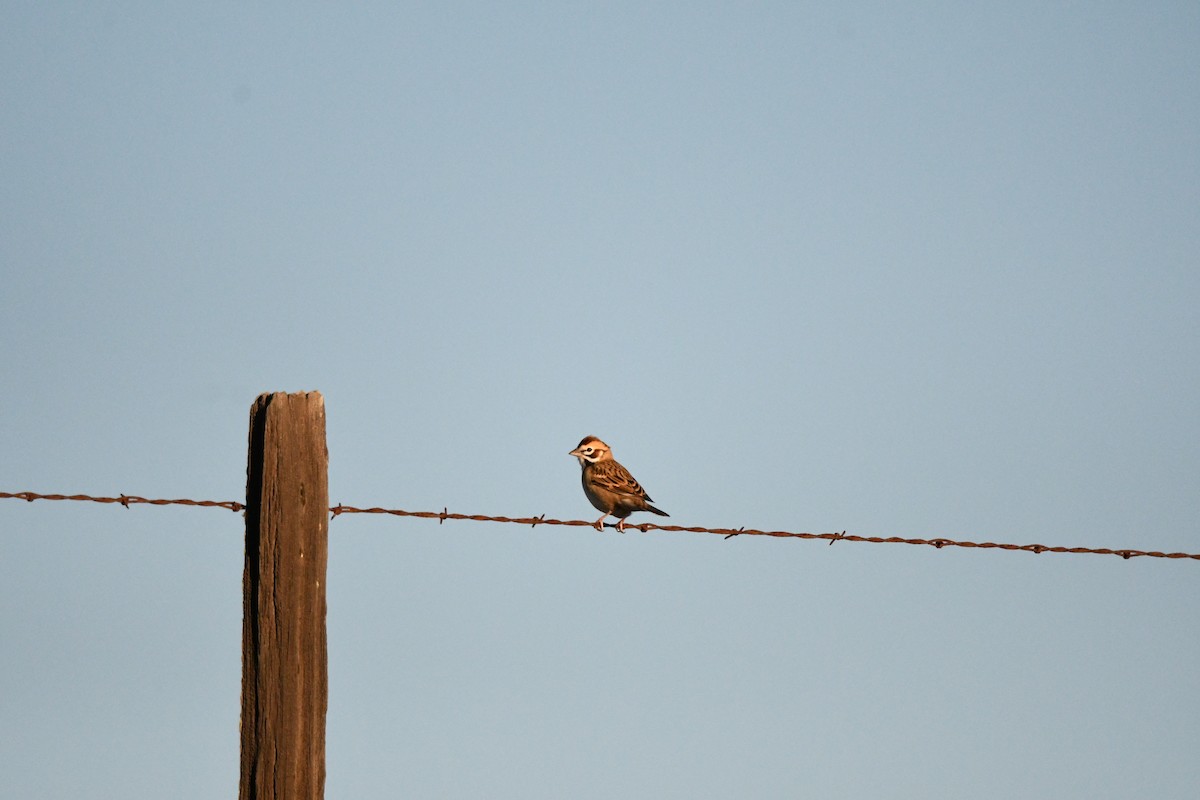 Lark Sparrow - ML643323340