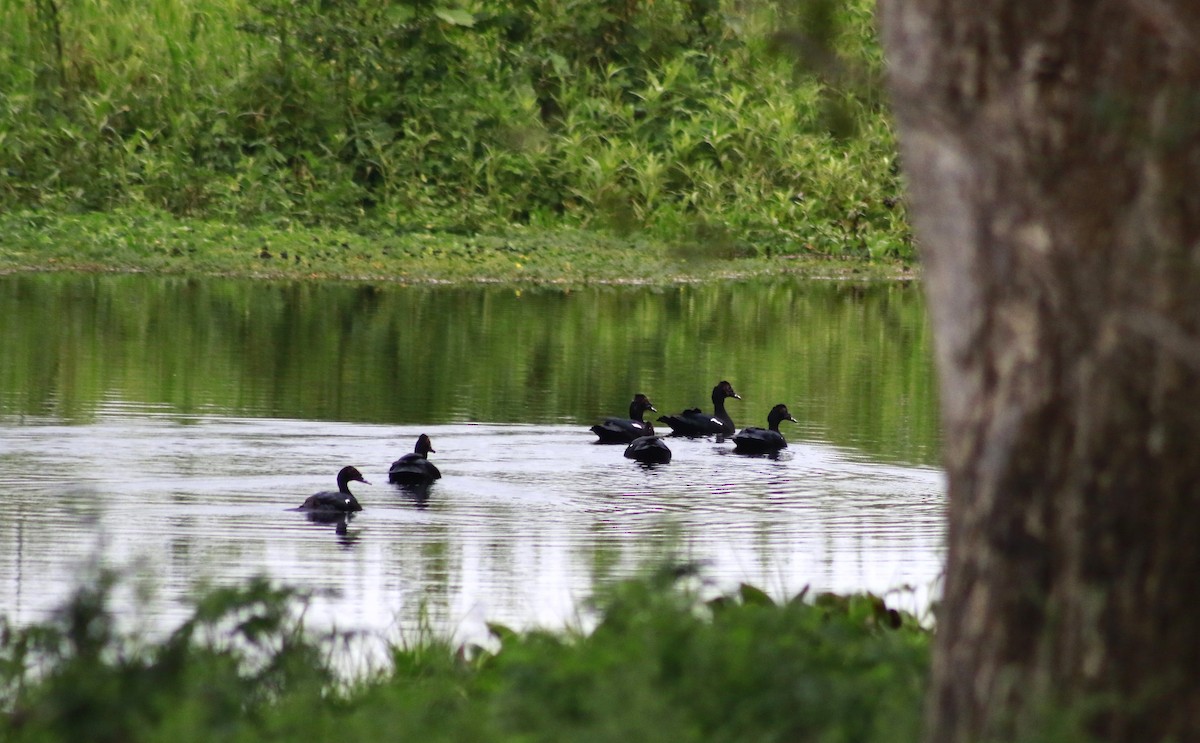 Muscovy Duck - ML643323378
