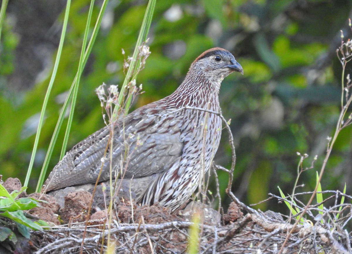 Francolin d'Erckel - ML643323381