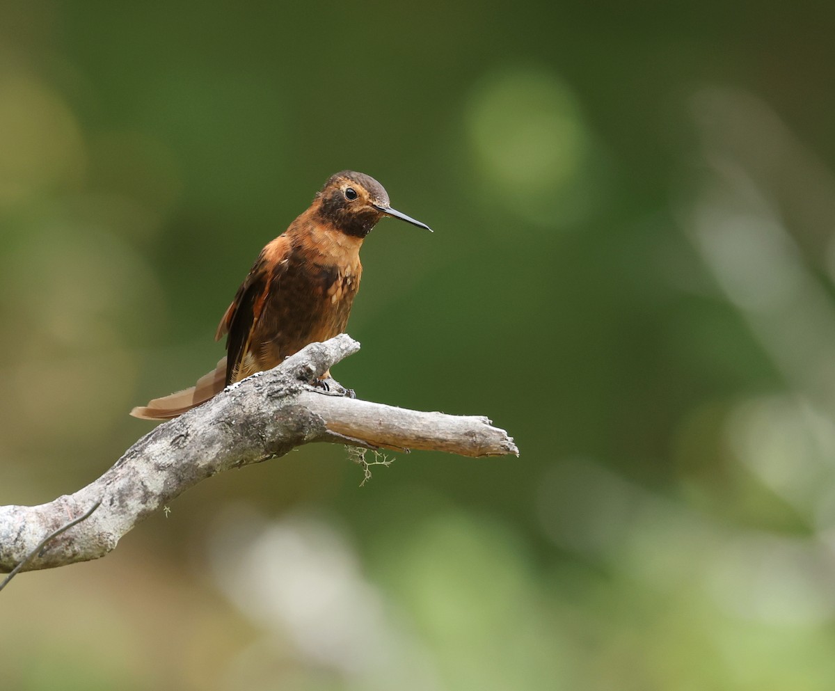 kobbersolkolibri - ML643323384