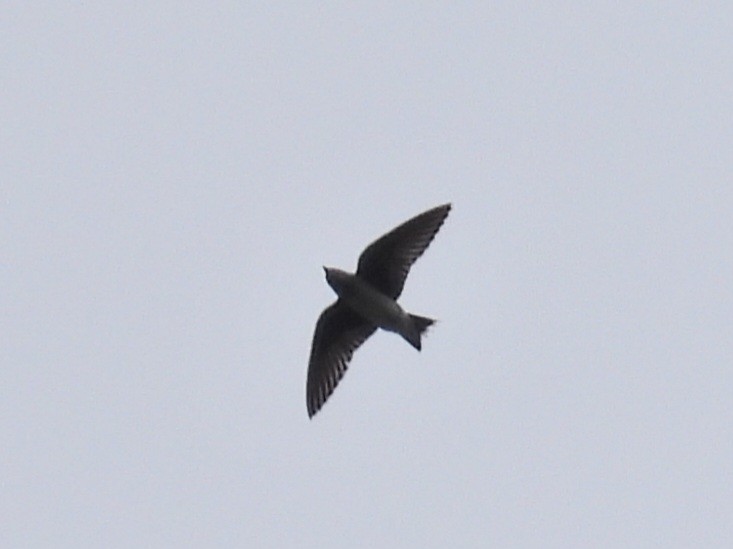 Purple Martin - ML643323408