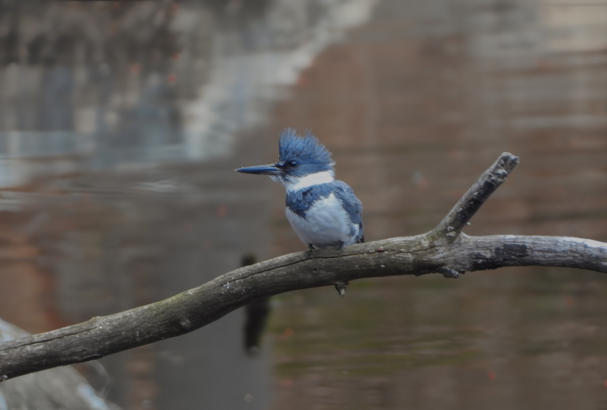 Belted Kingfisher - ML643323414