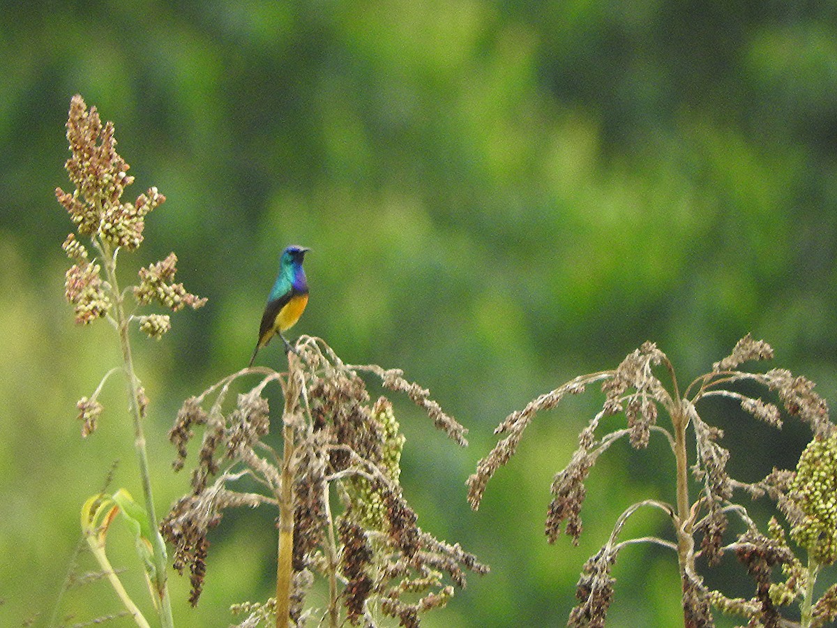 Variable Sunbird - ML643323420