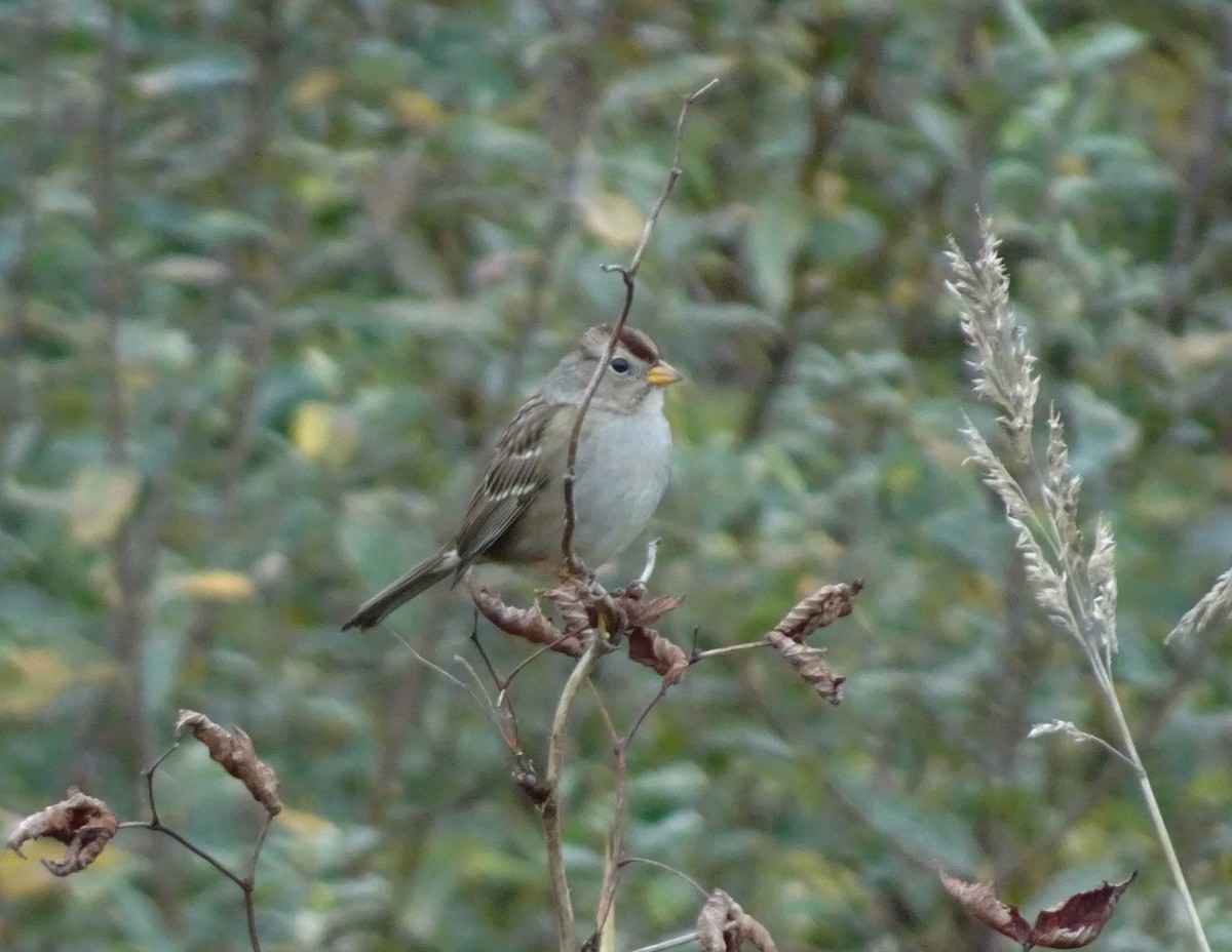 White-crowned Sparrow - ML643323421