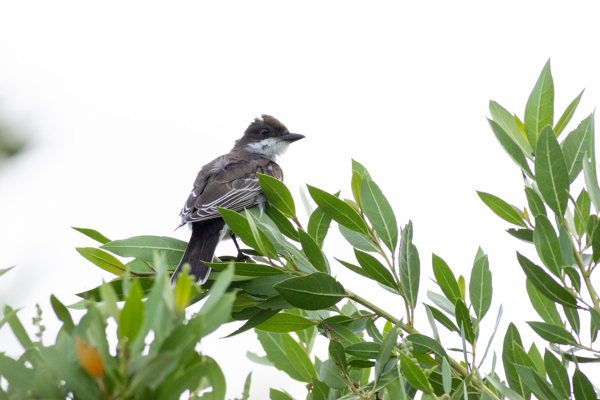 Eastern Kingbird - ML643323427