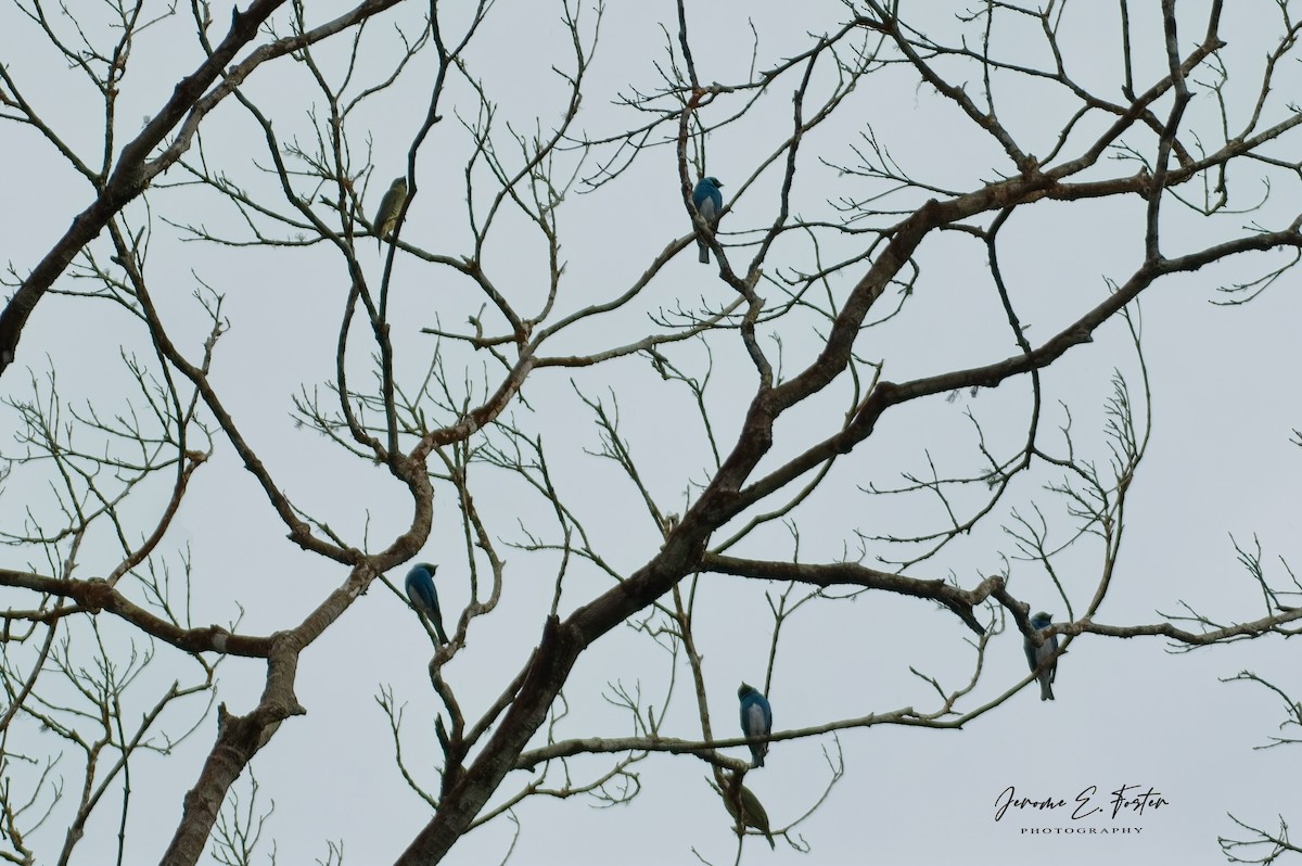 Swallow Tanager - ML643323429