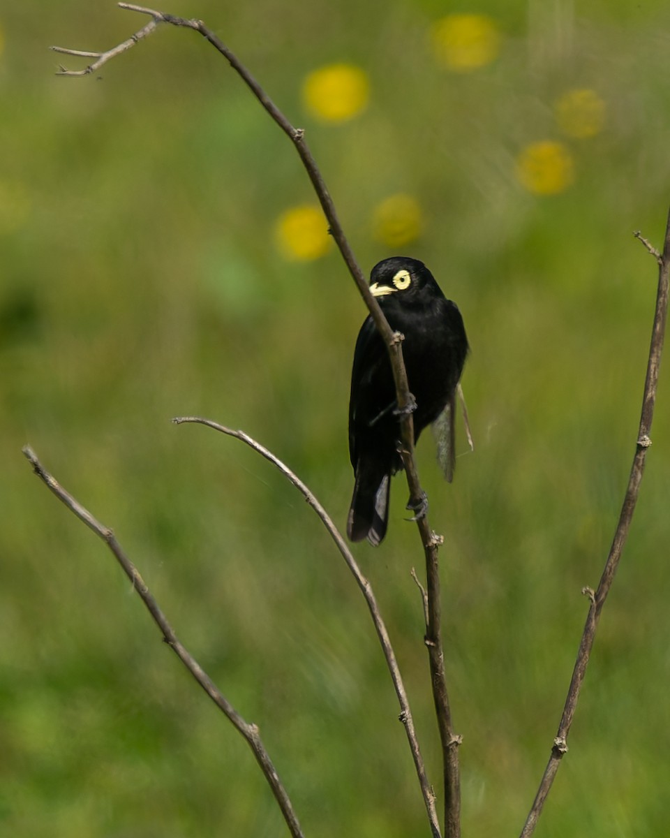 Spectacled Tyrant - ML643323430