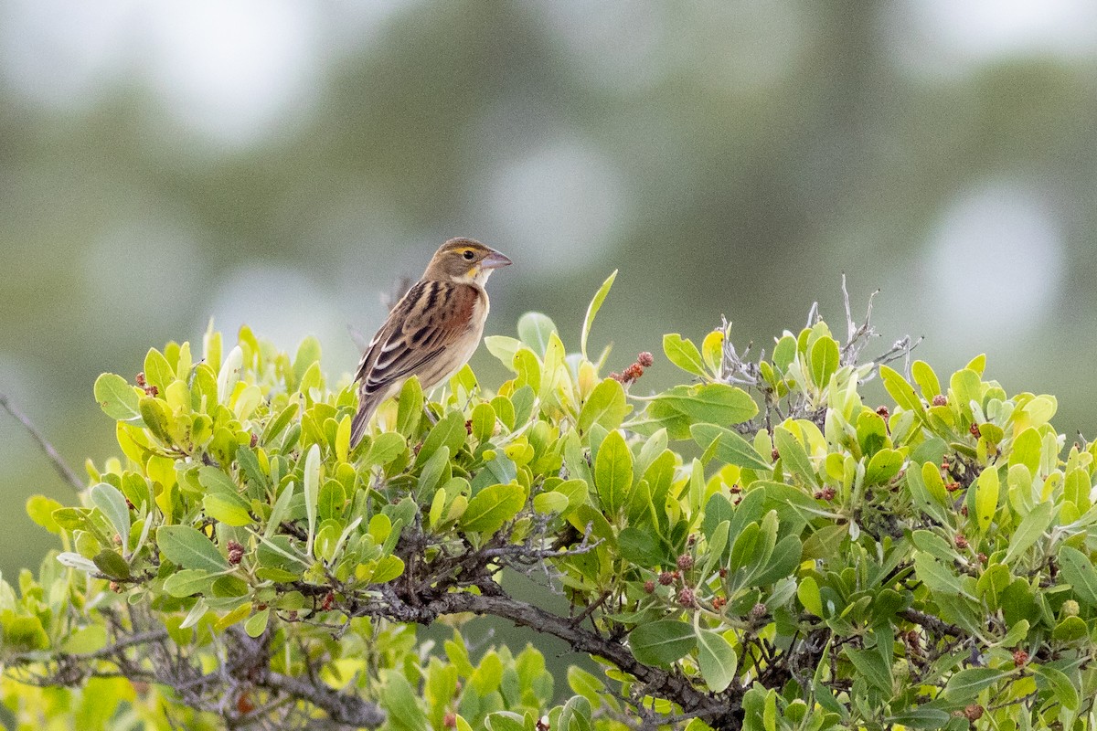 ムナグロノジコ - ML643323435