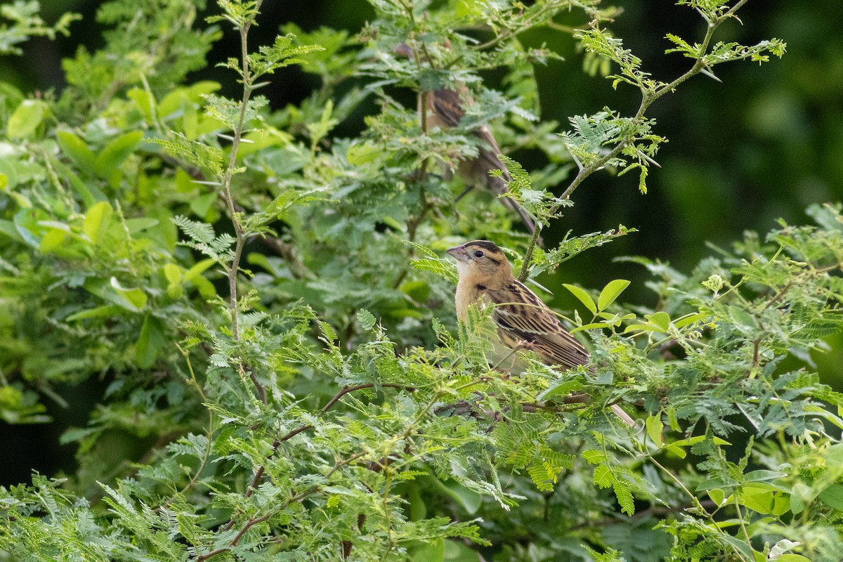 ボボリンク - ML643323441